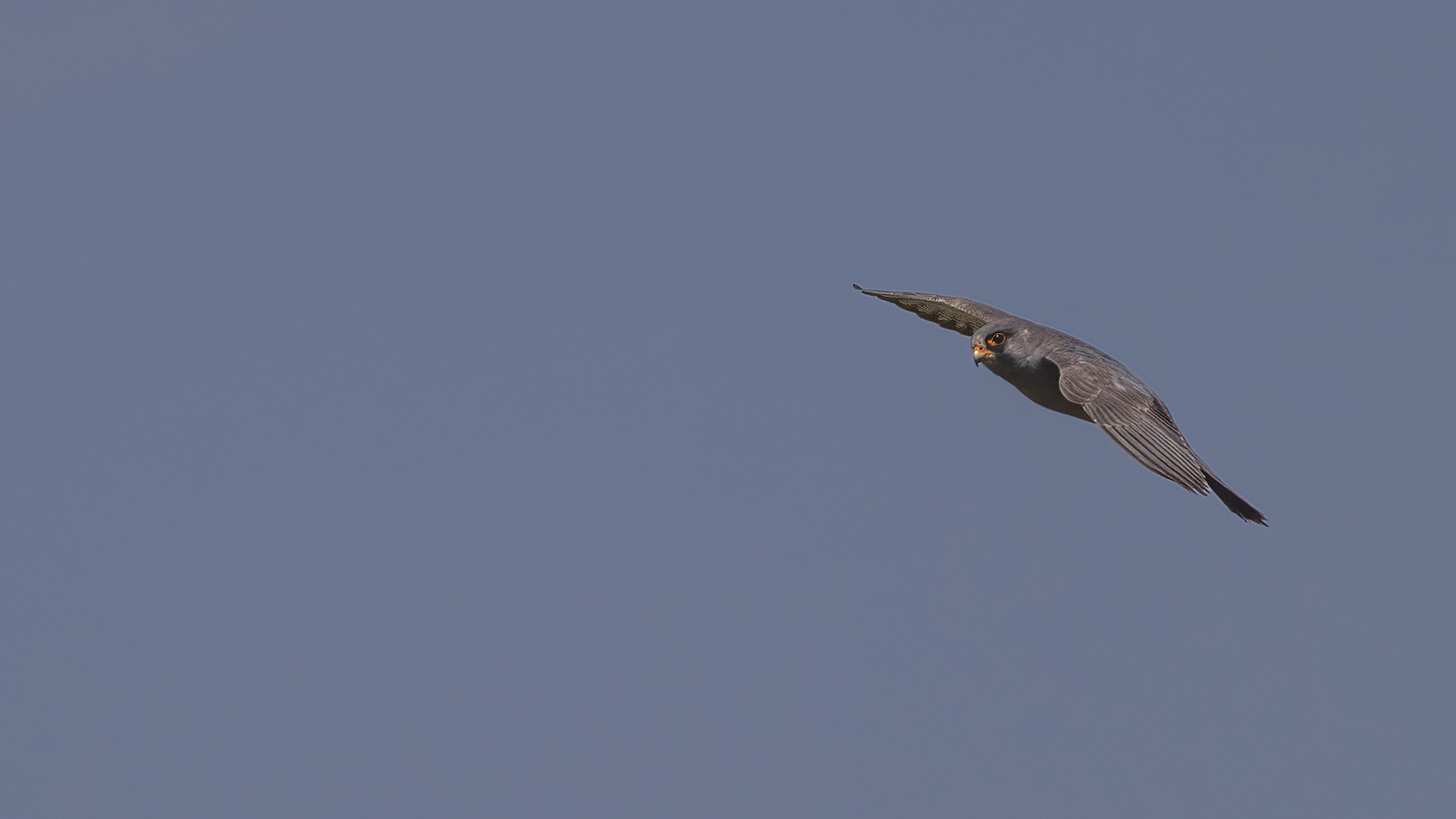 Red-footed Falcon